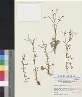 藏品(石龍芮)的圖片